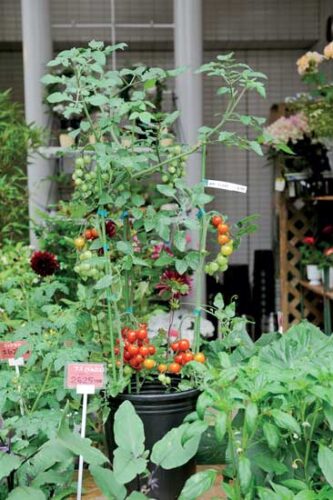 Plant a Container Garden